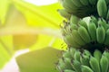 Banana tree with unripe raw green bananas bunches growing ripen on the plantation at organic banana farm with warm sunlight in the Royalty Free Stock Photo