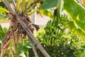Banana tree with unripe raw green bananas bunches growing ripen on the plantation at organic banana farm. food and agricultural Royalty Free Stock Photo