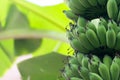 banana tree with unripe raw green bananas bunches growing ripen on the plantation at organic banana farm. food and agricultural Royalty Free Stock Photo