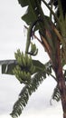 banana tree with banana Royalty Free Stock Photo