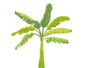 Banana Tree-vector Royalty Free Stock Photo