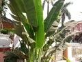 Banana tree a very nice useful tree in every day for people& x27;s human life