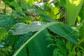 close up shot of a wet banana leaf Royalty Free Stock Photo