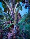 Banana trees against blue sky background Royalty Free Stock Photo