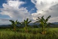 Banana trees with amazing cloudy blue sky and rainbow, tropical landscape with beautiful colors Royalty Free Stock Photo