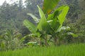Banana trees around the rice fields at the mountain Royalty Free Stock Photo