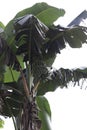 banana trees that bear fruit immature