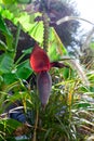 Banana trees are bearing fruit. Close-up bunch of still unripe green mini bananas growing on a tree against the backdrop Royalty Free Stock Photo