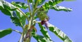 Banana trees and banana blossoms against the blue sky from a natural agricultural plantation Royalty Free Stock Photo