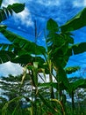 banana trees and corn trees on huma rice