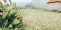 Banana trees on the edge of the rice fields - image from bali indonesia Royalty Free Stock Photo