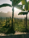 banana trees exposed to sunlight during fog