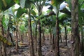 Banana trees Royalty Free Stock Photo