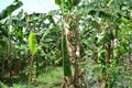 The banana trees forming pland Royalty Free Stock Photo