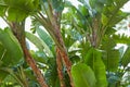 Banana trees, fresh green leaves texture background Royalty Free Stock Photo