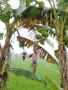 green Banana trees with banana and red flower