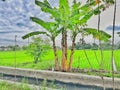 Banana trees with green fields rice field countryside with clouds and sky view Royalty Free Stock Photo