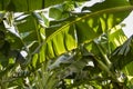 Banana trees with green leaves, full frame. Abstract green leaf background, tropical foliage, nature. Banana grove, plantation. Royalty Free Stock Photo