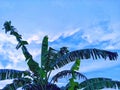 the beauty of banana tree leaves against a blue sky background Royalty Free Stock Photo