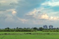 Banana trees are grown on rice and sky. Royalty Free Stock Photo