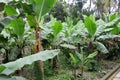 Banana trees in Kumrokhali, India