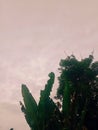 Banana trees and Moringa trees thrive against the background of cloudy morning sky? Royalty Free Stock Photo