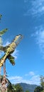 Banana trees and mountain as back graund Royalty Free Stock Photo