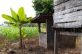 Banana trees near the cottage decay. Royalty Free Stock Photo