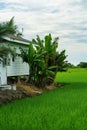 Banana trees next to the Traditional Malaysian village house near the rice paddy field. Royalty Free Stock Photo