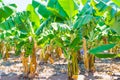 Banana trees Royalty Free Stock Photo