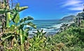 Banana Trees on a Path in the Wild Coast of Australia