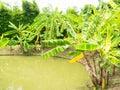 Banana trees by the pool. Royalty Free Stock Photo
