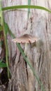 Banana trees produce coexisting brown fungi Royalty Free Stock Photo