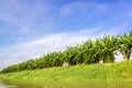 Banana Trees Royalty Free Stock Photo