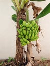 Banana trees are short but can produce good fruit that grows in narrow areas Royalty Free Stock Photo