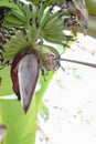 Banana trees tend to bloom during the rainy season