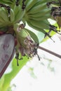 Banana trees tend to bloom during the rainy season