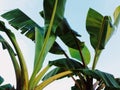 Banana trees at the tropical garden Royalty Free Stock Photo