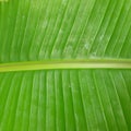 Banana trees are tropical and originate in rainforests,