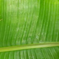 Banana trees are tropical and originate in rainforests,