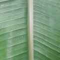 Banana trees are tropical and originate in rainforests,