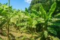 Banana trees in Tsikhisdziri park, nature, Adjara