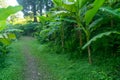 Banana trees in Tsikhisdziri park, nature, Adjara