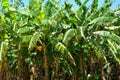 Banana trees in Vinales valley, Cuba Royalty Free Stock Photo