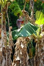 Banana trees in Vinales valley, Cuba