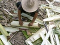 Banana trunks being harvested.