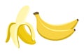 Banana vector.Fresh banana illustration Royalty Free Stock Photo