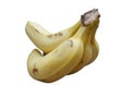 Banana bunch Royalty Free Stock Photo