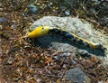 Banana Yellow Slug in Garden Royalty Free Stock Photo