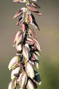 Closeup of native Banana Yucca buds and emergent flowers in northern New Mexico